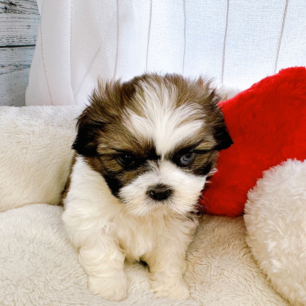 ○New Face °˖✧~新入生紹介~°˖✧ | ペットショップ 犬の家&猫の里